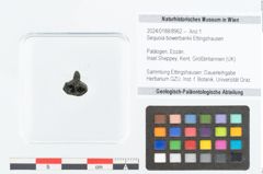 Foto (Objekt + Etikett) von Sequoia bowerbankii Ettingshausen (NHMW-GEO-2024-0188-8962)